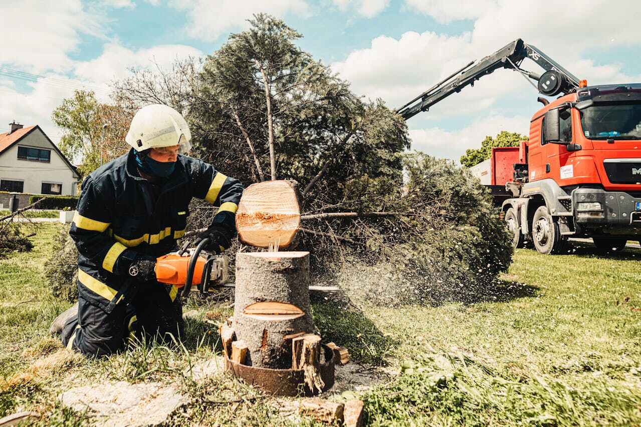 Professional Tree Service in Ball, LA